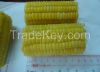 Frozen Sweet Corn