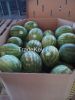 WATERMELONS