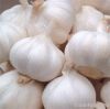 hybrid garlic