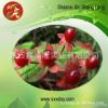 è”“è¶Šæ©˜æå–ç‰©Cranberry Extract