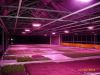 High power led grow light 90w UFO LED Grow Light with Tri Bands for gr