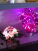 fiber holiday flower lights