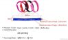 Promotion Gift 3.0 Bracelet Shape USB Flash Drive Storage Disk