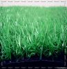 Sell 2-tone Artificial Grass For Landscaping And Upscale Club
