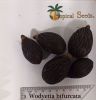 Palm seeds. Wodyetia bifurcata seeds