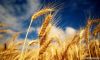We sell  Wheat  (Forwa...
