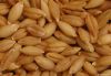 We sell  Barley (Forwa...