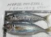 Frozen Horse Mackerel W/R, Sardine, Shrimp, Tilapia Fish (Frozen W/R), Stock Fish, Spanish Mackerel Fish