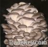 Gray Oyster mushrooms
