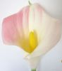 Calla lily