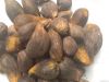 PALM KERNEL NUT