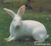 New Zealand White Rabbit