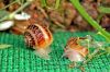Fresh Helix Aspersa Muller Snail