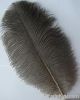 Natural ostrich feather