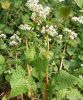 buckwheat kernel