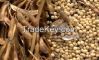 Soybean Grade 2 GMO