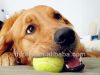 pet-dog-cat-toys-teeth-cleaning tennis ball