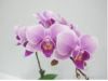 Orchid pland /phalaeno...