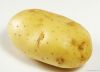holland potato price in China