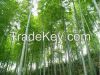 bamboo sticks