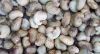 Cashew nuts 