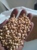 Soya beans. 