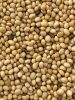 Soya beans. 