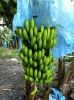 Philippine Fresh Cavendish Banana