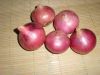 Fresh Red Onion