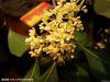 osmanthus absolute