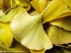 Ginkgo Biloba P.E