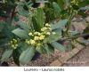 Dried or Fresh Bay Leaves