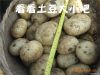 Fresh Potato, 2012 New Crop