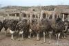 ostrich chicks and eggs