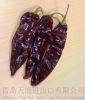 capsicum annuum/pimenton