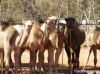 Live Australian Camels