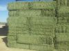 Top Quality Alfafa Hay for Animal Feeding Stuff Alfalfa / Alfalfa Hay / Alfalfa Hay for Sale 