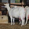 Healthy Livestock Saanen Dairy Goats 