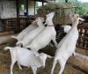 Healthy Livestock Saanen Dairy Goats 