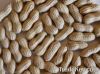 Raw Groundnuts, Wheat, Corn, Yellow Corn, Barley, Oats, Buckwheat, Mill