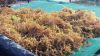 Cottonii Seaweed