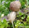 Helix Aspersa