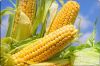 Fresh Yellow Corn &amp;amp;amp;amp;amp; Yellow Maize