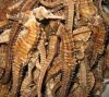 Dried Sea horse from S...