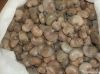 Cashew Nut Buyers | Ca...