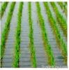 Long grain white rice ...