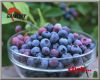 Herbal extract, Bilberry Extracts, Anthocyanidins Ã¢ï¿½Â¥25.0%
