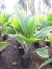 Palm Tree | Live Plant | Indoor Plant | Out Door Plant