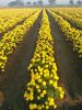 Marigold flower seed 