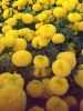 Marigold flower seed 